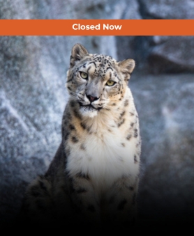 Snow Leopard Expedition